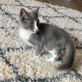 Chili con Carnage -  Domestic Medium Hair Cat for Adoption in Fredericksburg, Virginia - Chili Con Carnage | PetCurious