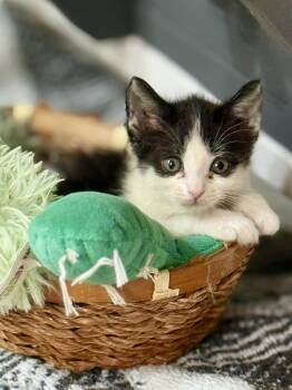Ro Laron -  Domestic Medium Hair Cat for Adoption in Glendale, Arizona - Ro Laron | PetCurious