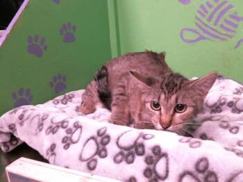 Rescue Domestic Short Hair Cats for Adoption in Houston, Texas - SABRINA | PetCurious