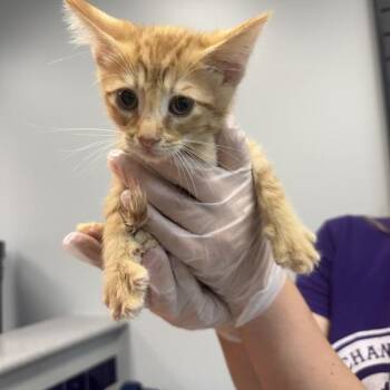 Bubo -  Domestic Short Hair Cat for Adoption in Des Moines, Iowa - Bubo | PetCurious