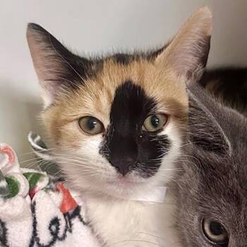 Ahri -  Domestic Short Hair Cat for Adoption in Walnut Creek, California - Ahri | PetCurious
