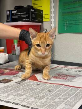 Famous Amos -  Domestic Short Hair Cat for Adoption in Sorrento, Louisiana - Famous Amos | PetCurious