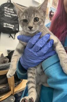 Killua -  Domestic Short Hair Cat for Adoption - Killua | PetCurious