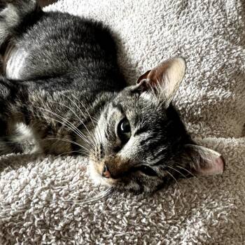 Zebra -  Domestic Short Hair Cat for Adoption in Fairfax Station, Virginia - Zebra | PetCurious
