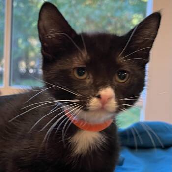 Tiller (Bonded to Anchor) -  Domestic Short Hair Cat for Adoption in Concord, New Hampshire - Tiller (Bonded To Anchor) | PetCurious
