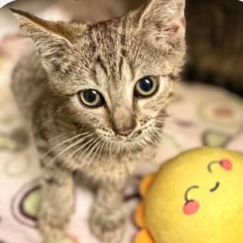 Dr. Pepper -  Domestic Short Hair Cat for Adoption in Concord, North Carolina - Dr. Pepper | PetCurious