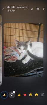 Lacey -  Domestic Short Hair Cat for Adoption in Thatcher, Arizona - Lacey | PetCurious