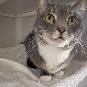 Rescue Domestic Short Hair Cats for Adoption in Memphis, Tennessee - Daisy | PetCurious
