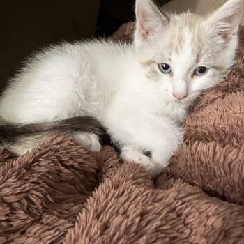 Snowflake -  Snowshoe and Domestic Short Hair Cat for Adoption in Houston, Texas - Snowflake | PetCurious