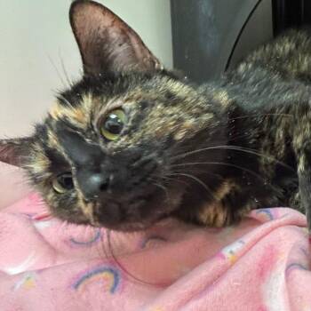 Domestic Short Hair Cats Available for Adoption - Tamerlane | PetCurious