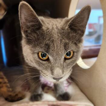 Oasis -  Domestic Short Hair Cat for Adoption in Reno, Nevada - Oasis | PetCurious