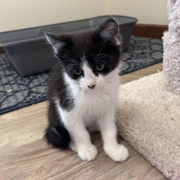Cherish -  Domestic Short Hair Cat for Adoption in Spokane, Washington - Cherish | PetCurious
