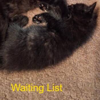 Chubby -  Domestic Medium Hair Cat for Adoption in Livingston, Texas - Chubby | PetCurious