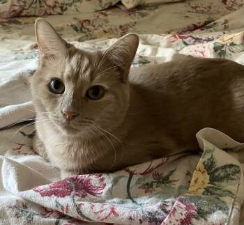 Rescue Domestic Short Hair Cats for Adoption in Greenville, South Carolina - Abbott - ET | PetCurious