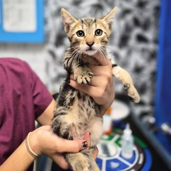 Domestic Short Hair Cats Available for Adoption in Wahiawa, Hawaii - RJ | PetCurious