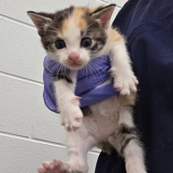 Journey -  Domestic Short Hair Cat Available for Adoption in Chattanooga, Tennessee - Journey | PetCurious