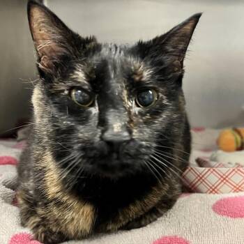 Domestic Short Hair Cats Available for Adoption in Allentown, Pennsylvania - Dapple | PetCurious