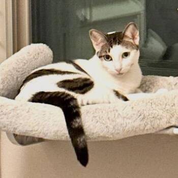 Tinkerbell -  Domestic Short Hair Cat for Adoption in Long Beach, California - Tinkerbell | PetCurious