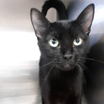 Domestic Short Hair Cats Available for Adoption - Psychic | PetCurious