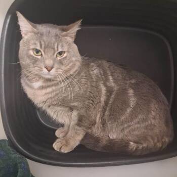 Domestic Short Hair Cats Available for Adoption - Capricorn | PetCurious