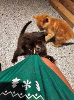 Halo -  Domestic Short Hair Cat for Adoption in Ferndale, Michigan - Halo | PetCurious