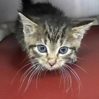 Blair -  Domestic Short Hair Cat for Adoption in New Cumberland, West Virginia - Blair | PetCurious