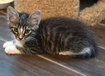 Rescue Tabby and Domestic Medium Hair Cats for Adoption in Fort Myers, Florida - Conway | PetCurious