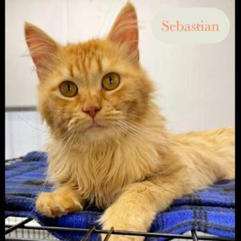 Domestic Medium Hair Cats Available for Adoption in Chalfont, Pennsylvania - Sebastian | PetCurious