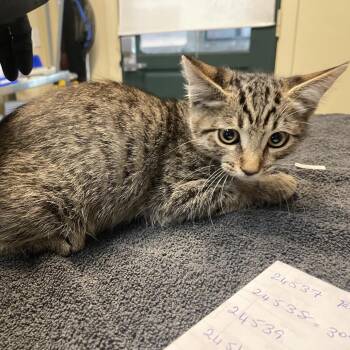 Durian -  Domestic Short Hair Cat for Adoption in Pasadena, California - Durian | PetCurious