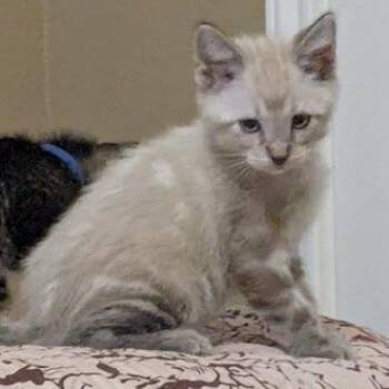 Cousteau -  Siamese Cat for Adoption in Liverpool, Texas - Cousteau | PetCurious