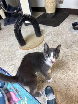Aspen -  Domestic Short Hair Cat for Adoption in Hendersonville, Tennessee - Aspen | PetCurious