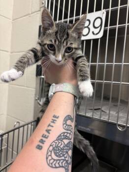 Lemongrab -  Domestic Short Hair Cat for Adoption in Ashland, Virginia - Lemongrab | PetCurious