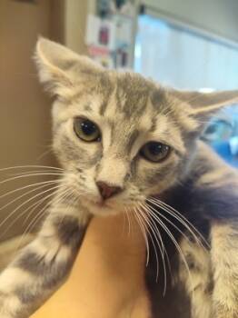 Rescue Domestic Short Hair Cats for Adoption in Seneca, South Carolina - Dora $50 | PetCurious