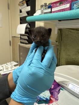 Domestic Short Hair Cats Available for Adoption in Riverside, California - DRACULA | PetCurious