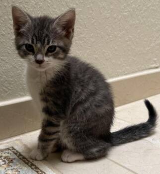 Gracie -  Domestic Short Hair Cat Available for Adoption in Lancaster, California - Gracie | PetCurious