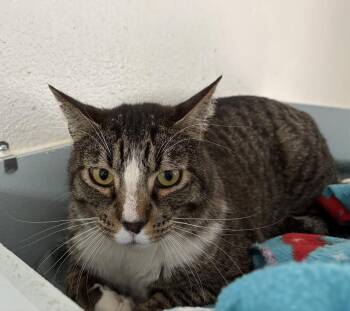 King -  Domestic Short Hair Cat Available for Adoption in Carson City, Nevada - King | PetCurious