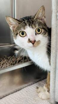 RASPBERRY -  Domestic Short Hair Cat for Adoption in Derwood, Maryland - RASPBERRY | PetCurious