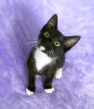 Athena -  Domestic Short Hair Cat for Adoption in Lake Monroe, Florida - Athena | PetCurious