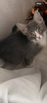 Rescue Domestic Medium Hair Cats for Adoption in Reno, Nevada - WILLOUGHBY | PetCurious
