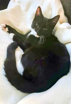 American Shorthair Cats Available for Adoption in Hagaman, New York - Oreo | PetCurious
