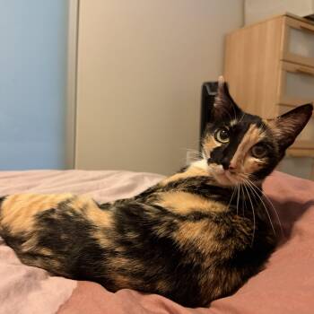 Petunia -  Domestic Short Hair Cat for Adoption in Renton, Washington - Petunia | PetCurious
