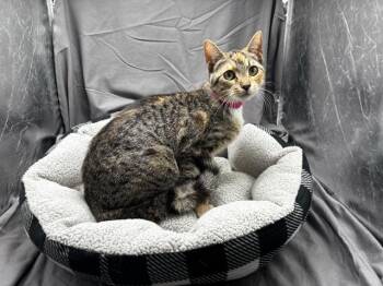 FREYA -  Domestic Short Hair Cat for Adoption in Grovetown, Georgia - FREYA | PetCurious
