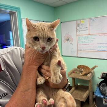 Big Cream -  Domestic Short Hair Cat for Adoption in Madill, Oklahoma - Big Cream | PetCurious