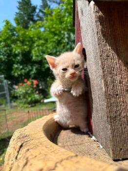 Falcon -  Domestic Short Hair Cat Available for Adoption in Grants Pass, Oregon - Falcon | PetCurious