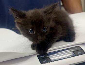 Lansing -  Domestic Short Hair Cat for Adoption in Palm Coast, Florida - Lansing | PetCurious