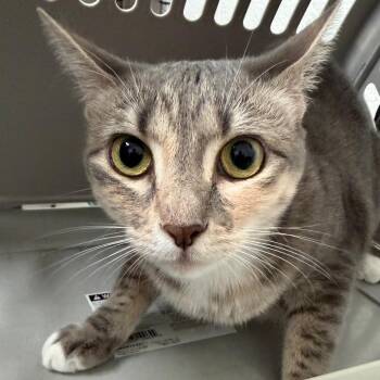 Mayu -  Domestic Short Hair Cat for Adoption in Edinburg, Texas - Mayu | PetCurious