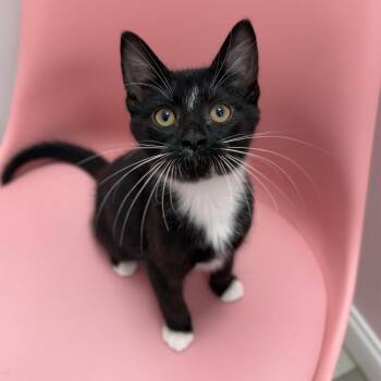 Ozzy -  Domestic Medium Hair Cat for Adoption in Dayton, Ohio - Ozzy | PetCurious
