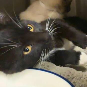 Hammerhead -  Domestic Short Hair Cat for Adoption in Walnut Creek, California - Hammerhead | PetCurious