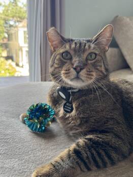 Bruce -  Domestic Short Hair Cat for Adoption in New Orleans, Louisiana - Bruce | PetCurious