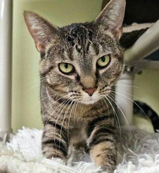 Domestic Short Hair Cats Available for Adoption in Frankfort, Kentucky - Sally 4788C | PetCurious